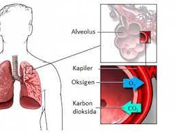 Pertukaran gas antara oksigen dan karbon dioksida terjadi di alveolus dan di sel jaringan tubuh melalui proses difusi. Pertukaran Gas O2 Dan Co2
