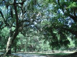 Mida põnevat the spanish moss inn pakub. Mighty Trees And Spanish Moss Picture Of Inn At Middleton Place Charleston Tripadvisor