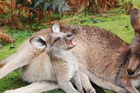 One day, a mother kangaroo was playing with her joey at the bank of a river. Kangaroo Facts Animals Of Oceania Worldatlas
