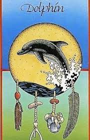 Dolphin Medicine Card Reading Animal Medicine Cards Medicine Cards Animal Medicine
