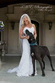 Audri Max Dogwedding Greatdane Weddingphotographer Great Dane Black Great Dane Dane