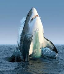 El tiburón blanco (carcharodon carcharias), también conocido como el gran tiburón blanco, es una especie de tiburón que se puede hallar en las aguas superficiales costeras de todos los principales. Gran Tiburon Blanco Animalesis