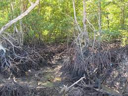Find commercial properties for rent on srx.com.sg, singapore's #1 quality property portal. Entry Taman Paya Bakau Mangrove Forest Park Picture Of Mangrove Swamp Park Lumut Tripadvisor