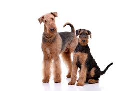 Find dogs and puppies from iowa breeders. How Much Is An Airedale Terrier Cost Guide With Calculator Petbudget
