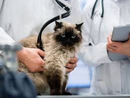 Idiopathic vestibular disease often has a rapid onset, but most cats start getting better over the following seven to ten days, gaining full recovery within weeks. How To Treat Vestibular Disease In Cats