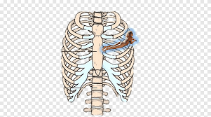 Check spelling or type a new query. Rib Cage Human Skeleton Sternum Anatomy Adan Anatomy Human Body Png Pngegg