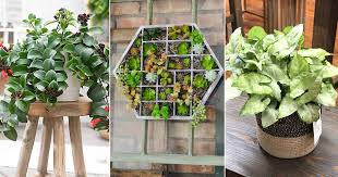 You can choose from plants with all green leaves or stripes with green, pink or burgundy. 12 Plants Used For Vertical Garden In India India Gardening