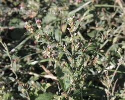 Image result for Polygonum aviculare