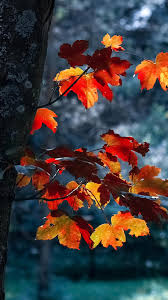 Maybe you would like to learn more about one of these? Fall Phone Wallpapers Kolpaper Awesome Free Hd Wallpapers