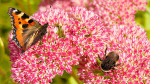 Wildflower seeds native to your region. Planting For Pollinators Positively Pennsylvania