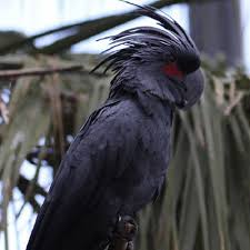 Is that a reasonable price to expect to.pay for a goffin's? Buy Black Palm Cockatoo For Sale Novan Farm Online