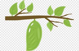 In keeping with the bug theme today, we are also going to learn how to draw a caterpillar. The Very Hungry Caterpillar Butterfly Butterfly Child Leaf Insects Png Pngwing