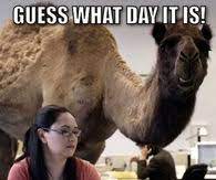 All your memes, gifs & funny pics in one place. Hump Day Camel Pictures Photos Images And Pics For Facebook Tumblr Pinterest And Twitter
