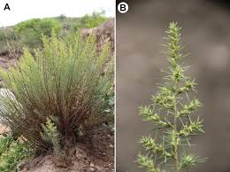 Image result for Salsola rabieana