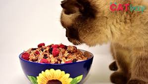 However, it must be pointed out that its stems, leaves, rind and pits particularly those of the. Can Cats Eat Fruit Cat Beep