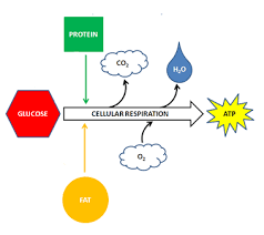 Check spelling or type a new query. Photosynthesis And Metabolism Nutrition Science And Everyday Application