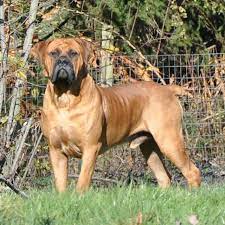 kakaya samaya silnaya sobaka v mire top 10 silnyh porod south african mastiff dogs boerboel