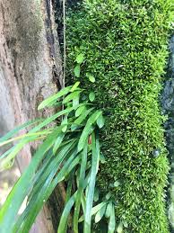 Image result for Vittaria