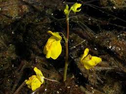 Image result for Utricularia arenaria