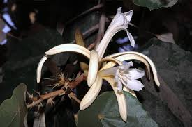 Image result for Pterospermum acerifolium