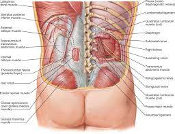 The abdominal muscles also play a major role in the posture and stability to the body and compress the organs of the abdominal cavity during various attached to the pelvis are muscles of the buttocks, the lower back, and the thighs. Lumbar Nerves An Overview Sciencedirect Topics
