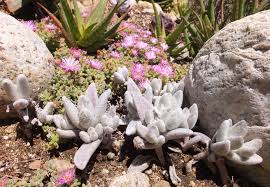 Kalanchoe Eriophylla Snow White Panda Plant Native To Rocky Areas Of Madagascar A Dwarf Perennial Bush Growing 3 10 C Plants Perennial Bushes Violet Flower