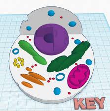 Thermocol/ styrofoam sheet (1 inch thick )2. 3d Printed Animal Cell Model By Cc Pinshape