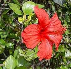 Image result for Hibiscus migeodii