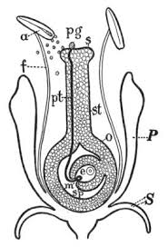 THE INTERNATIONAL PLANT PROPAGATORS' SOCIETY Combined Proceedings Volume 69  2019