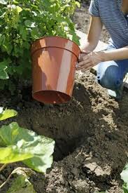 Minze Pflanzen Blumentopf Als Wurzelsperre Minze Pflanzen Pfefferminze Pflanzen Pflanzen