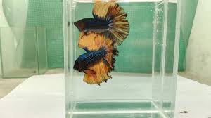 Easy open feeding door allows you to feed fish without taking the entire lid off. Mustard Gas Black Banding L Size Betta Fish Malaysia