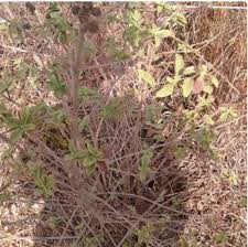 Image result for Lippia javanica
