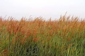 Image result for Sorghastrum