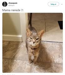 Dlbr7585 Adli Kullanicinin Capsler Panosundaki Pin Komik Kedi Resimleri Hayvanlar Kedi Esprileri