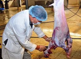 كم عدد المطابخ التي رخصت لها أمانة المدينة بالذبح خلال العيد أخبار السعودية صحيفة عكاظ