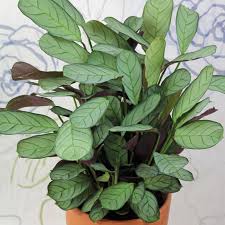 The plant grows into a dense clump. Korbmarante Ctenanthe Burle Marxii