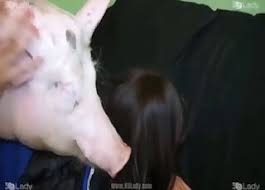 Forum and chat for zoophile people. Des Films De Cul Zoophiles Avec Des Cochons Et Des Jeunes Zoophiles De 18 Ans Et Plus Des Milfs Des Menageres Et Bien Plus