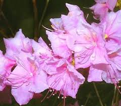 Rhododendron Cornell Pink In 2020 Rhododendron Plant Rhododendron Bloom