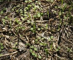 Check spelling or type a new query. Weed Control Central Texas Gardener