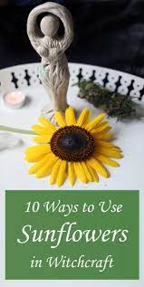 10 Ways To Use Sunflowers In Witchcraft Moody Moons Witchcraft Sunflower Green Witchcraft