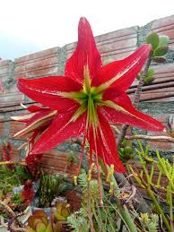 Image result for Hippeastrum sp. cultivars
