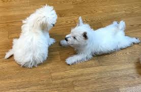 But try to avoid this until your pup is at least 4 months old, to reduce possible accidents. Its Not About The Dog K9 Parenting Programs Training