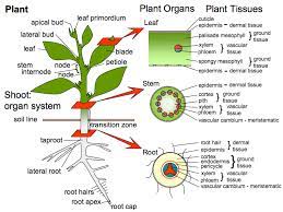 Maybe you would like to learn more about one of these? Pin On Botany