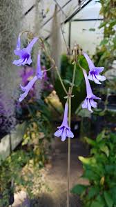 Image result for Streptocarpus eylesii