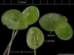 Image result for Lemna