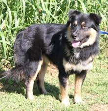 Adopt Dudley On Shepherd Mix Dog Dogs Rescue Dogs