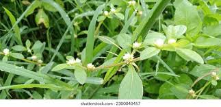 Image result for Alternanthera caracasana