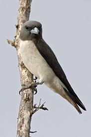 Australian Bird With Black Head And White Body White Breasted Woodswallow Artamus Leucorynchus Munkayarra Pool Derby Western Australia Australia Oiseaux