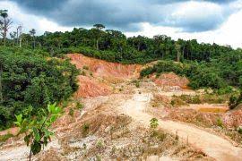 Image result for Cyphostemma glandulosissimum