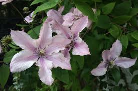 We did not find results for: Clematis Hagley Hybrid Ll Ballyrobert Gardens